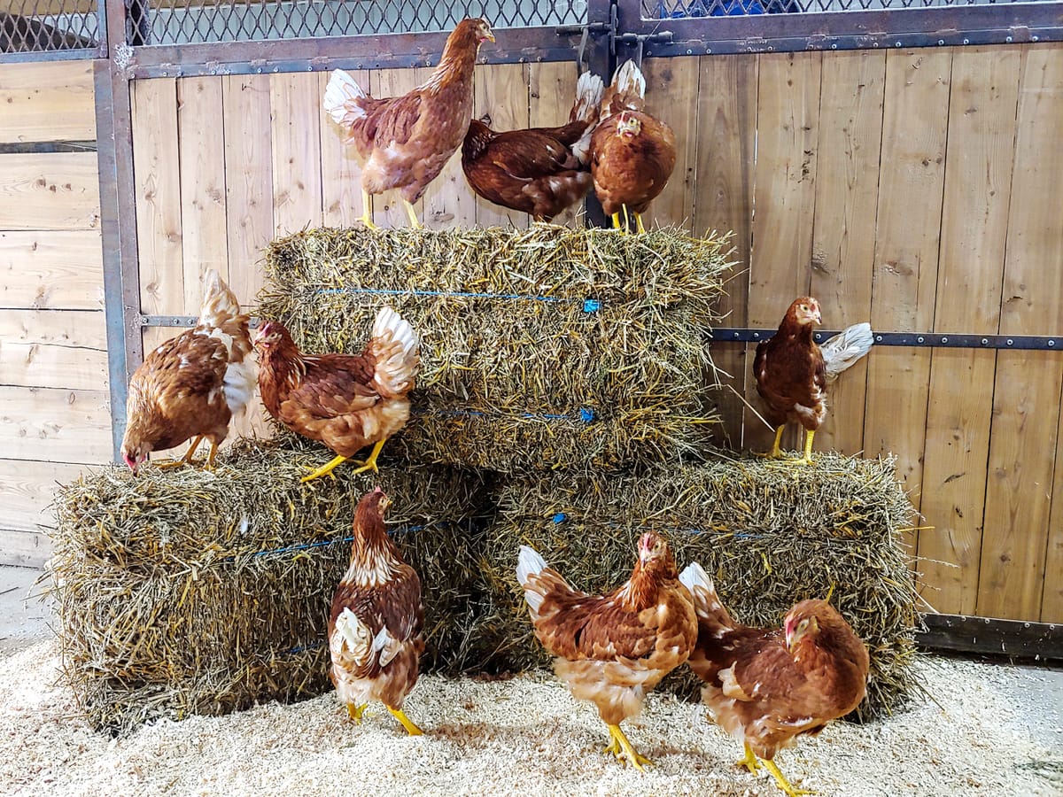 Arrivée des poules prévue le 24 mai
